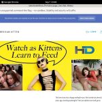 Americankittens Recent